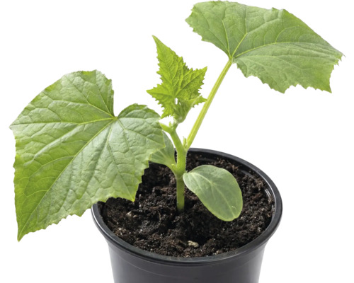 Plant de concombre en pot