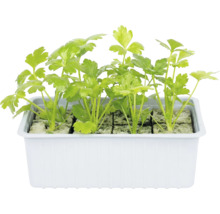 Persil dans un bac à plantes blanc