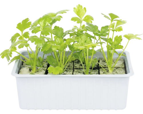 Persil dans un bac à plantes blanc