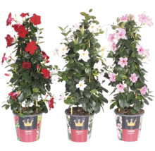 Trois plantes Dipladenia en pots avec des fleurs rouges, blanches et roses
