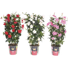 Trois plantes en pot de type Diamantina avec des fleurs rouges, blanches et roses