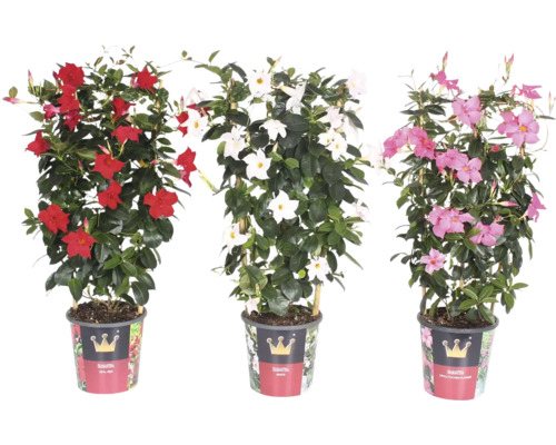 Trois plantes en pot de type Diamantina avec des fleurs rouges, blanches et roses