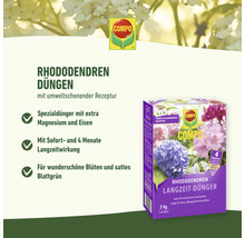 Compo Rhododendron Dünger Packung für Langzeitdüngung