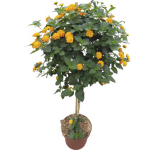 Wandelröschen Lantana camara als Hochstämmchen mit gelb-orangen Blüten im Pflanztopf.