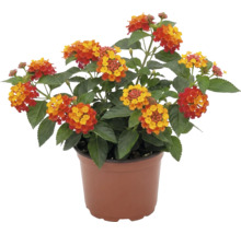 Wandelröschen (Lantana camara) mit rot-gelben Blüten im braunen Kulturtopf.