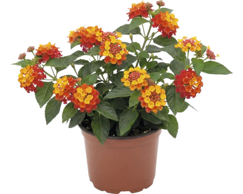 Wandelröschen (Lantana camara) mit rot-gelben Blüten im braunen Kulturtopf.