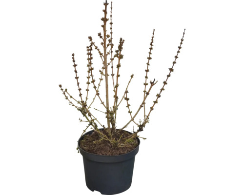 Strauch mit vielen kleinen Knospen an verzweigten Ästen in einem schwarzen Kunststofftopf.