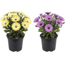 Zwei Kapkörbchen Osteospermum mit gelben und violetten Blüten in schwarzen Kunststofftöpfen.