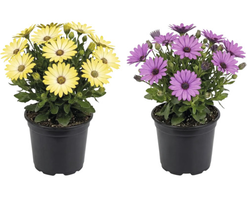 Zwei Kapkörbchen Osteospermum mit gelben und violetten Blüten in schwarzen Kunststofftöpfen.