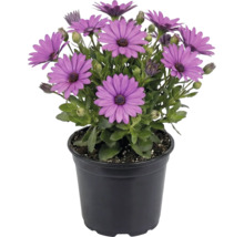 Blühende Kapkörbchen im schwarzen Kunststofftopf mit violetten Blüten und grünen Blättern.