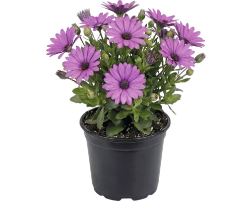 Ostéospermum en fleurs dans un pot en plastique noir avec des fleurs violettes et des feuilles vertes.