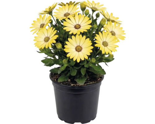 Gelbe Kapkörbchen Osteospermum in einem schwarzen Kunststofftopf mit grünen Blättern und Knospen.