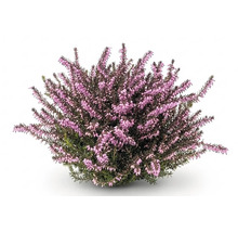 Blühende Besenheide Calluna vulgaris mit vielen kleinen rosa Blütenknospen.