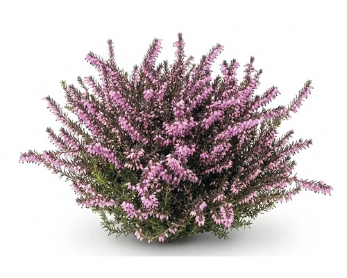 Bruyère commune Calluna vulgaris en fleurs avec de nombreux petits boutons floraux roses.
