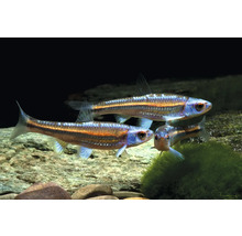 Regenbogen-Elritze Notropis chrosomus, drei schillernde Fische in einem Aquarium über Steinen.