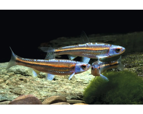 Fisch Rainbowshiner - Notropis chrosomus, Regenbogenelritze Regenbogen-Elritze Notropis chrosomus, drei schillernde Fische in einem Aquarium über Steinen.