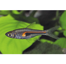 Rasbora de Hengel Trigonostigma hengeli poisson d aquarium avec bande lumineuse orange et tache sombre.