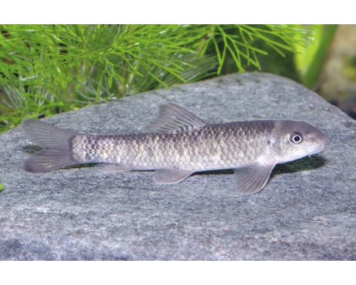 Garra rufa Knabberfisch schwimmt in einem Aquarium über einem grauen Stein vor grünen Wasserpflanzen.