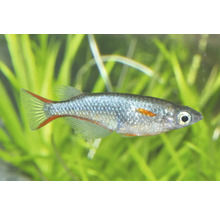 Poisson de riz japonais Oryzias latipes nageant dans un aquarium entre des plantes aquatiques.