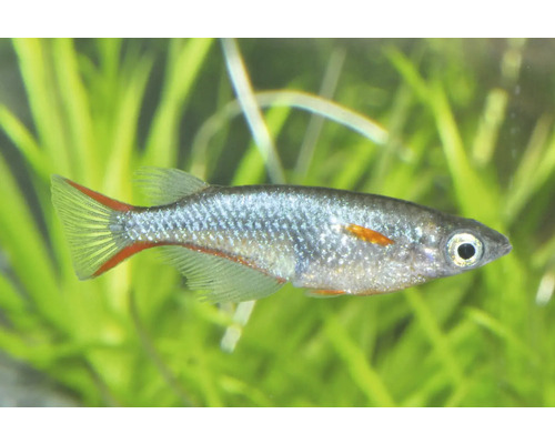 Japanischer Reisfisch Oryzias latipes schwimmend im Aquarium vor Wasserpflanzen.