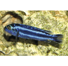 Türkisgoldbarsch Melanochromis johannii, blau-schwarz gestreifter Aquarienfisch vor hellem Stein.