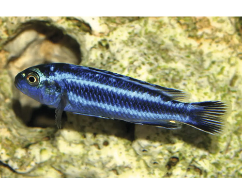 Fisch Kobaltorangebarsch - Melanochromis johannii Türkisgoldbarsch Melanochromis johannii, blau-schwarz gestreifter Aquarienfisch vor hellem Stein.