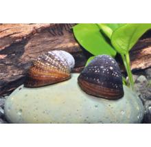 Deux escargots Neritina pulligera sur une pierre dans un aquarium avec racine en bois et plantes vertes.