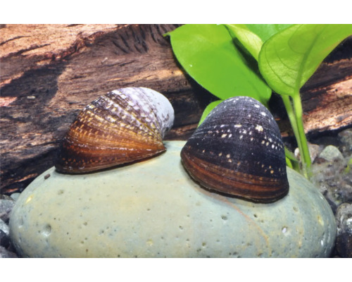 Deux escargots Neritina pulligera sur une pierre dans un aquarium avec racine en bois et plantes vertes.
