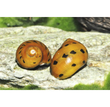 Zwei Zebra-Rennschnecken Neritina auf einem hellen Stein in einem Aquarium