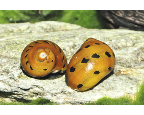Zwei Zebra-Rennschnecken Neritina auf einem hellen Stein in einem Aquarium