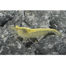 Yellow Fire Garnele auf Aquarienkies.