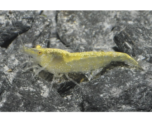 Yellow Fire Garnele auf Aquarienkies.