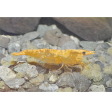 Crevette naine orange Neocaridina davidi dans un aquarium sur du gravier.