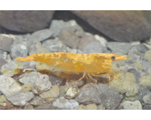 Crevette naine orange Neocaridina davidi dans un aquarium sur du gravier.