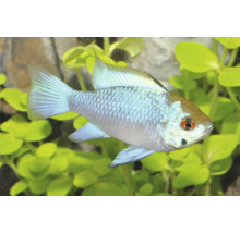 Cichlidé papillon bleu électrique dans un aquarium avec des plantes aquatiques vertes et des pierres.