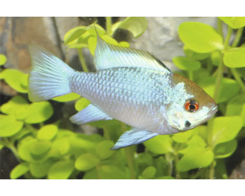 Cichlidé papillon bleu électrique dans un aquarium avec des plantes aquatiques vertes et des pierres.