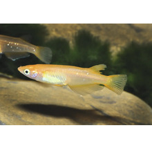 Poisson de riz japonais Medaka doré nageant dans un aquarium.