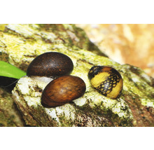 Trois escargots d'aquarium à motifs sur une pierre dans un aquarium.