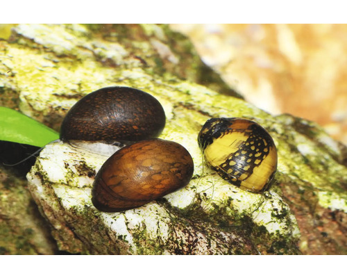 Trois escargots d'aquarium à motifs sur une pierre dans un aquarium.