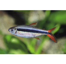 Poisson d aquarium Tétra de Buenos Aires (Hyphessobrycon anisitsi) nageant dans un aquarium.