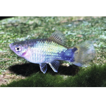 Spiegelplaty für das Aquarium, bläulich glänzend