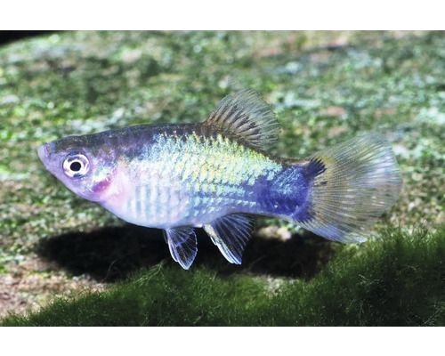 Spiegelplaty für das Aquarium, bläulich glänzend