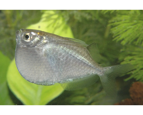 Fisch Riesenbeilbauch - Thoracocharax stellatus Silbern glänzender Beilbauchfisch in einem Aquarium vor grünen Wasserpflanzen.