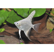 Silberner Skalar schwimmt in einem bepflanzten Aquarium mit grünen Wasserpflanzen und einer Holzwurzel.