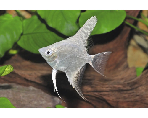 Fisch Platin-Skalar - Pterophyllum scalare Silberner Skalar schwimmt in einem bepflanzten Aquarium mit grünen Wasserpflanzen und einer Holzwurzel.