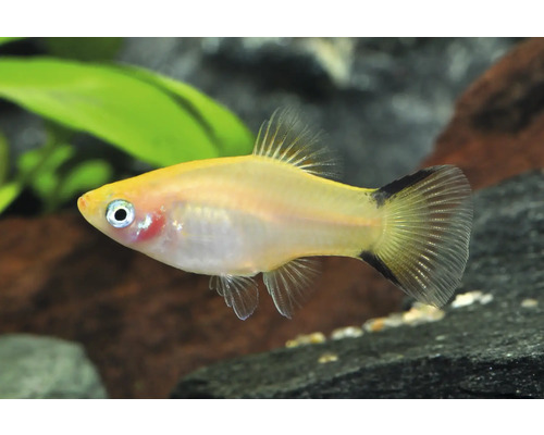 Gelber Platy-Zierfisch im Aquarium mit dunkler Schwanzflosse.