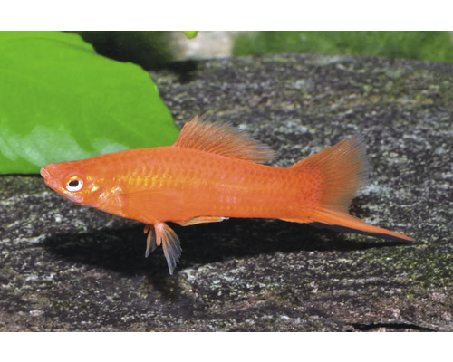 Roter Schwertträger Xiphophorus hellerii Männchen in einem Aquarium.