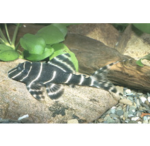 Gestreifter L-Wels liegt auf einem Stein in einem Aquarium mit grünen Pflanzen und Kies.