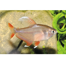 Tétra orné Hyphessobrycon bentosi avec des nageoires rouges nageant dans un aquarium.