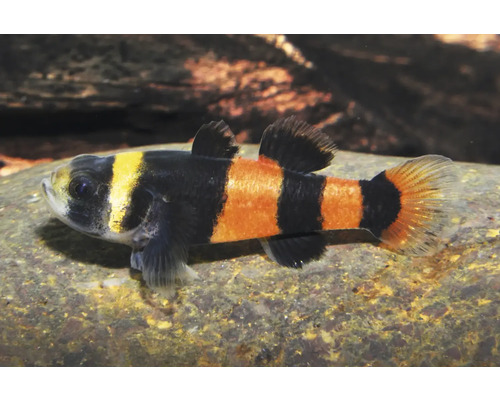 Gobie abeille avec des rayures noires et jaunes sur une pierre dans un aquarium.